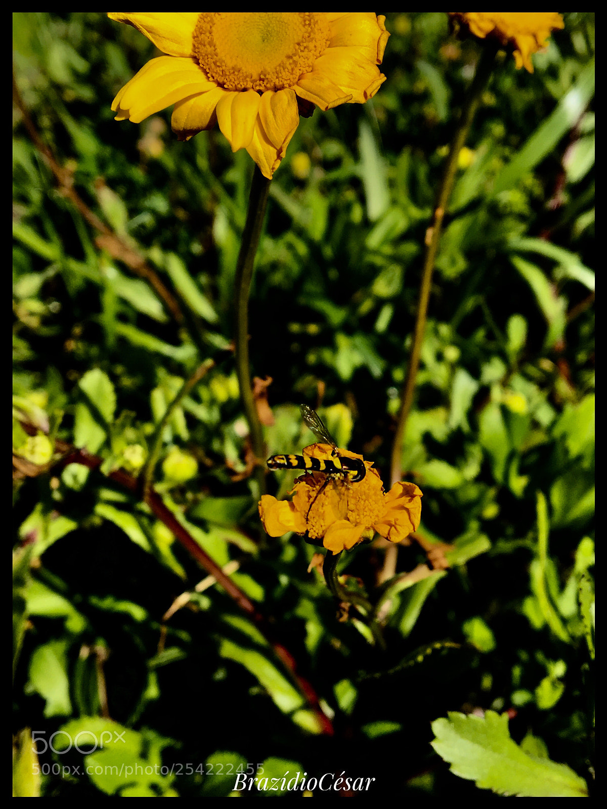 Apple iPhone 6s sample photo. Untitled photography