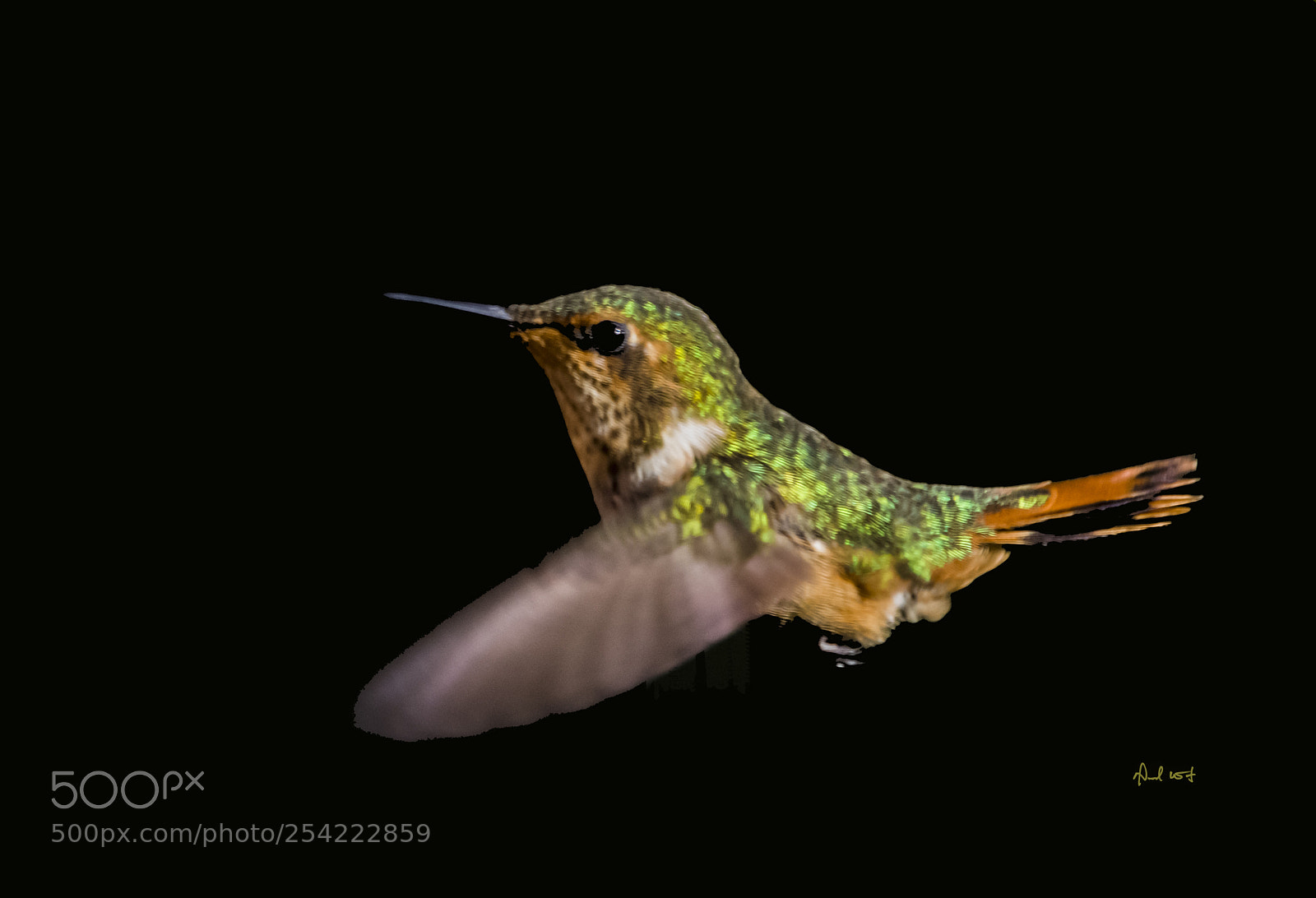Nikon D7200 sample photo. Scintillant hummingbird in flight photography