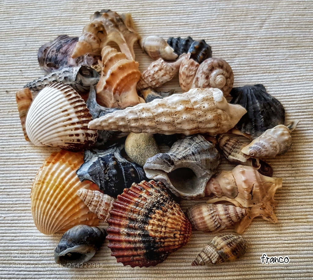 Samsung Galaxy S7 sample photo. Conchiglie photography