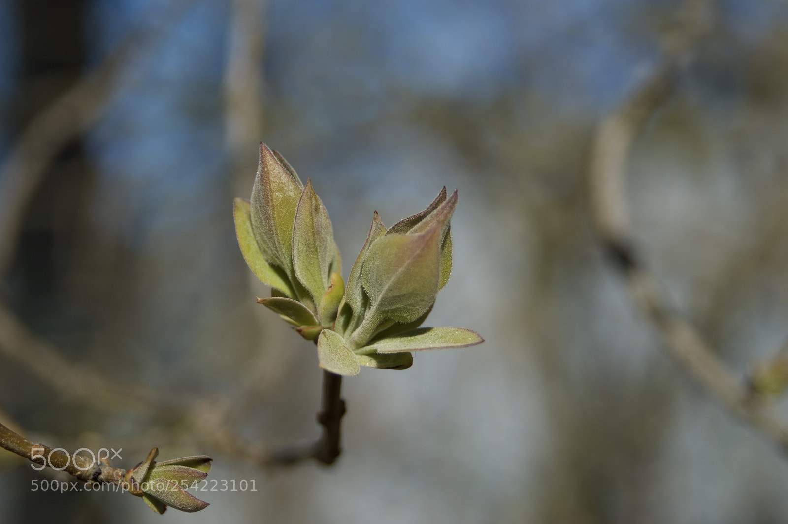 Nikon D3200 sample photo. Leaf photography