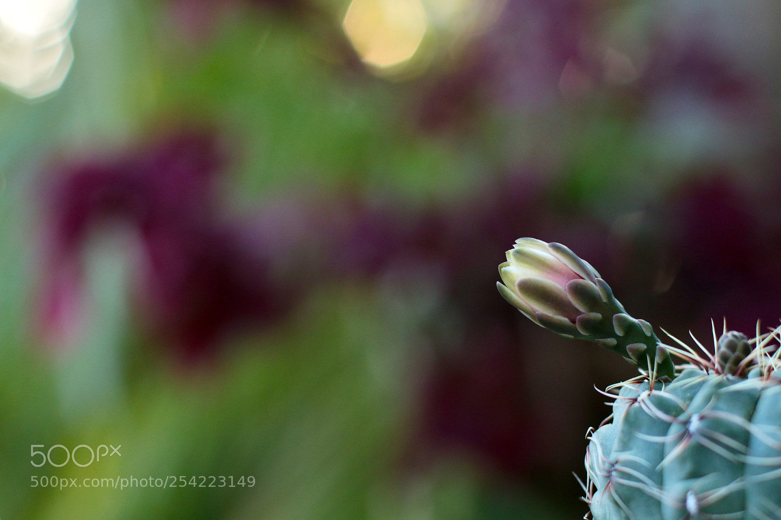 Canon EOS 70D sample photo. Untitled photography