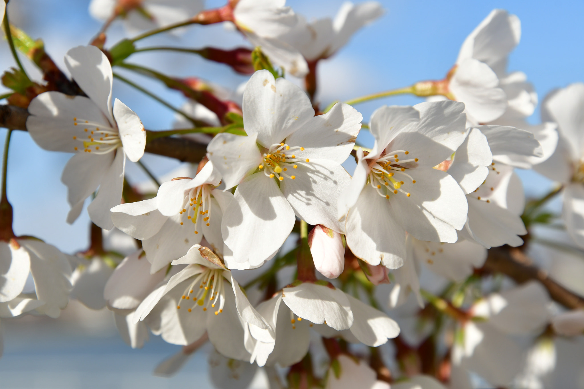 Nikon D7500 sample photo. Cherry blossom 🌸  photography