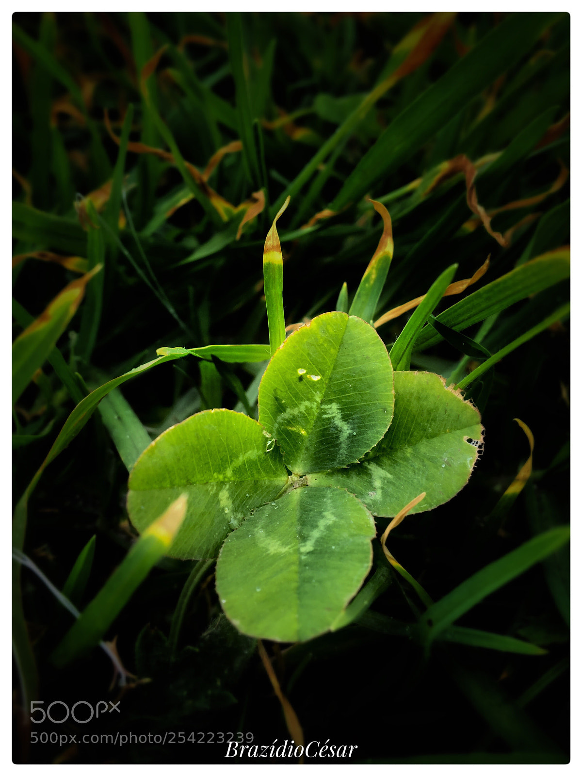 Apple iPhone 6s sample photo. Untitled photography