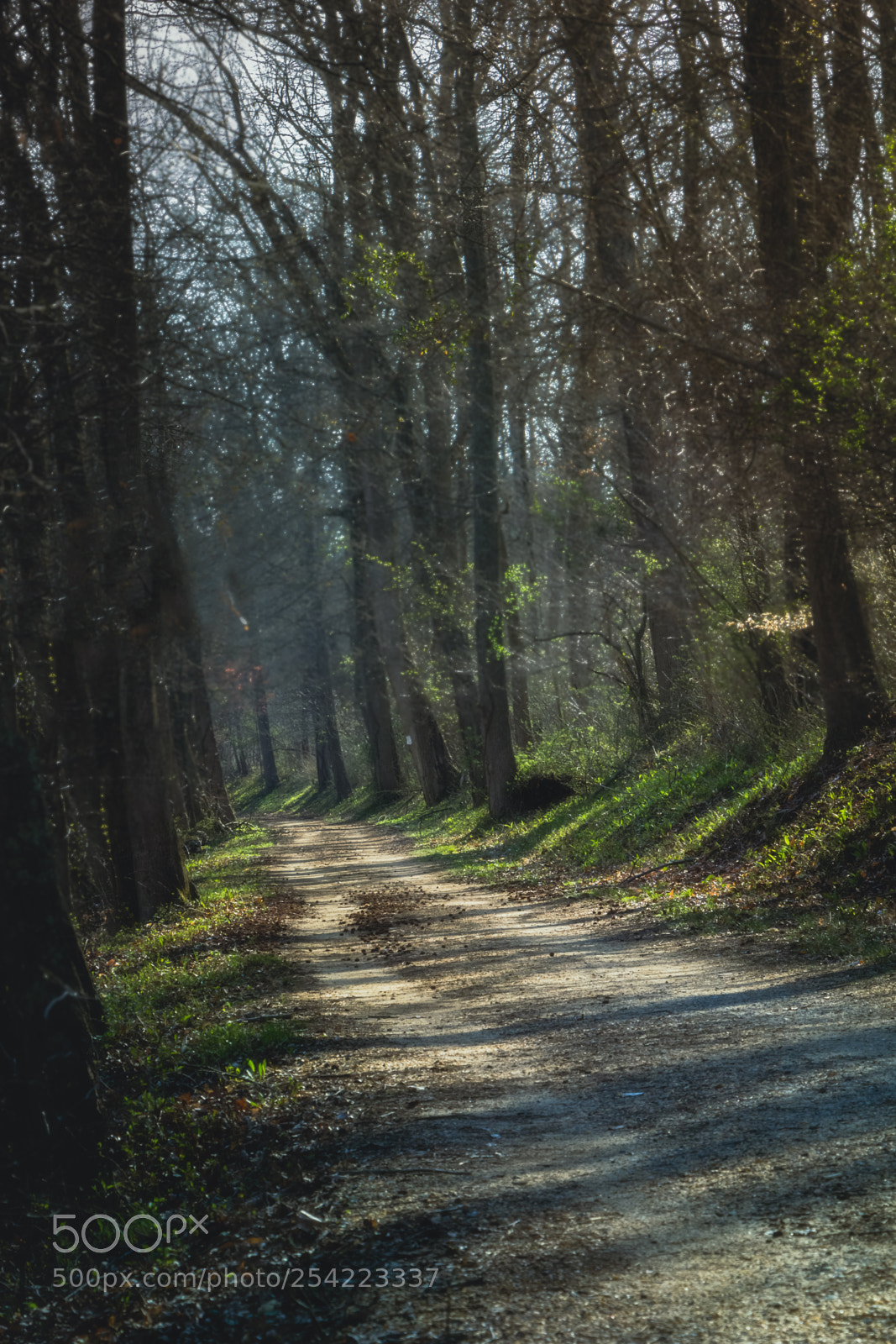 Canon EOS 60D sample photo. Dreamy forest path photography