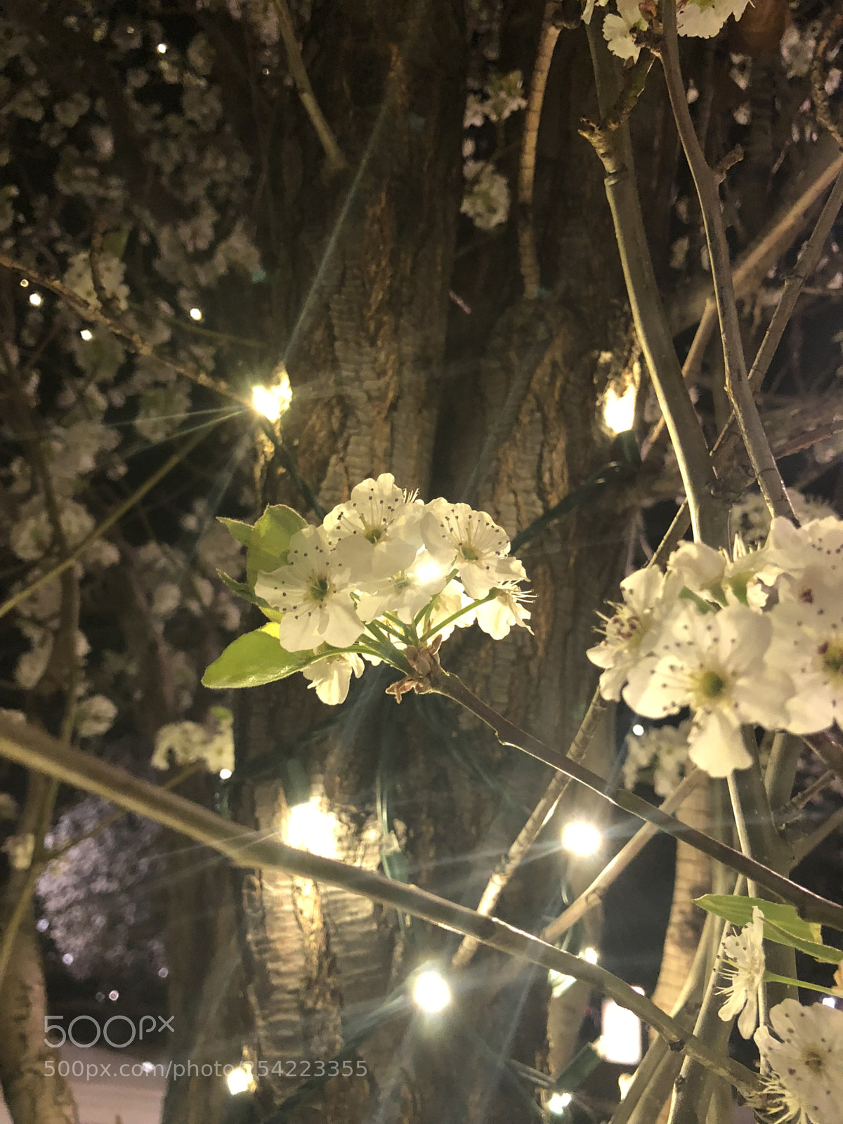 Apple iPhone X sample photo. Spring glow photography