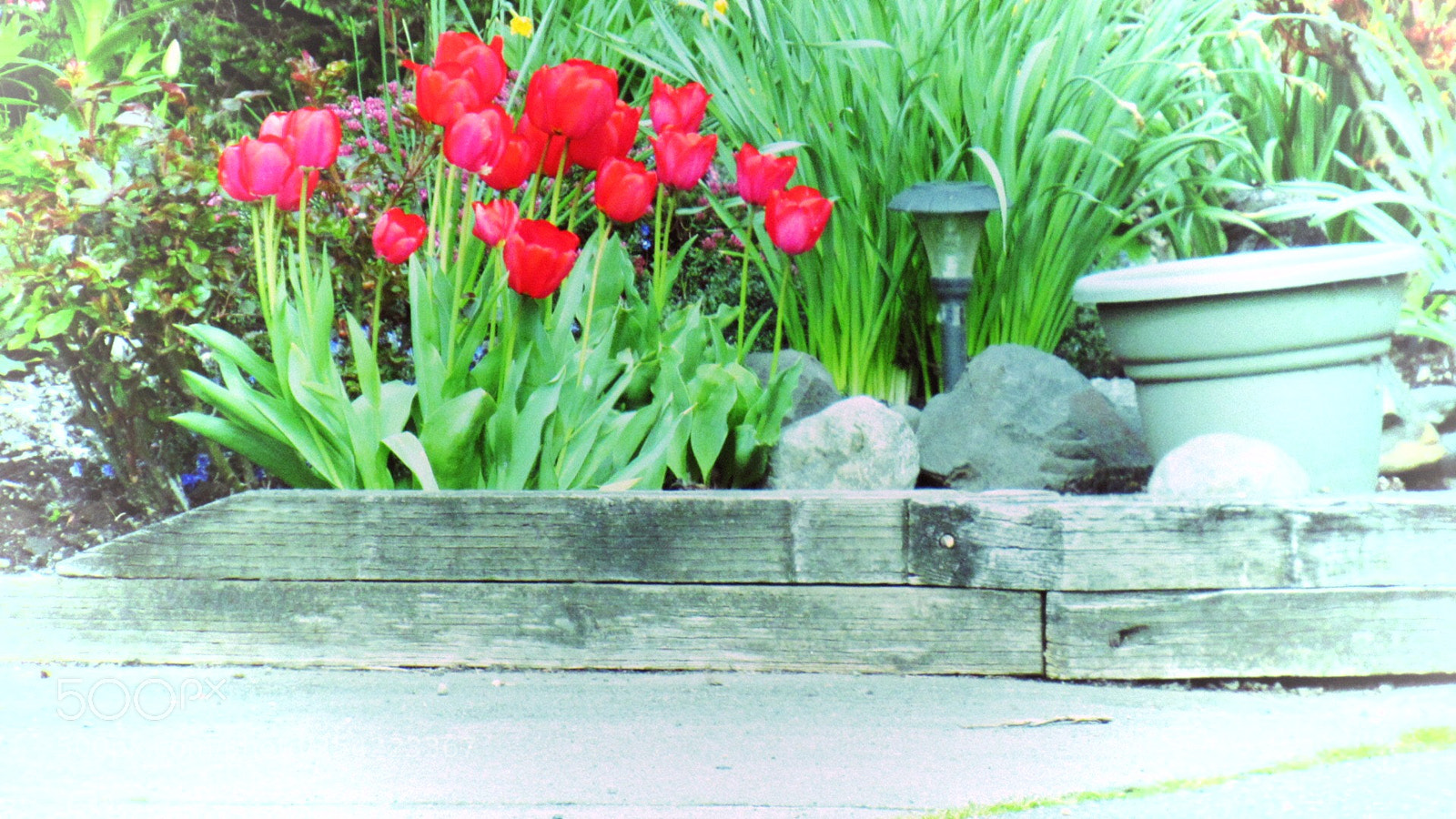 Canon PowerShot SX530 HS sample photo. Peace  photography