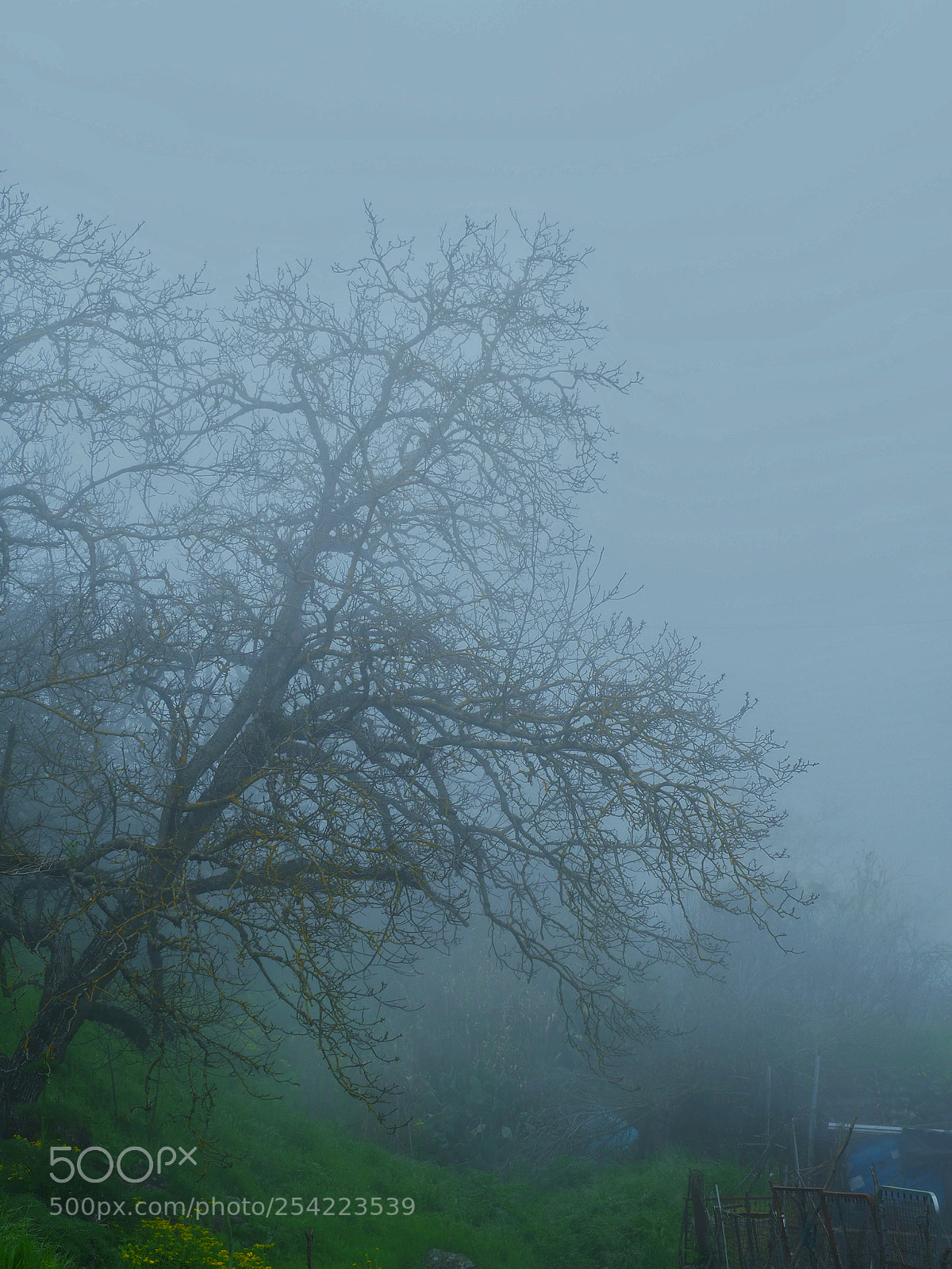 Olympus OM-D E-M10 II sample photo. Niebla photography