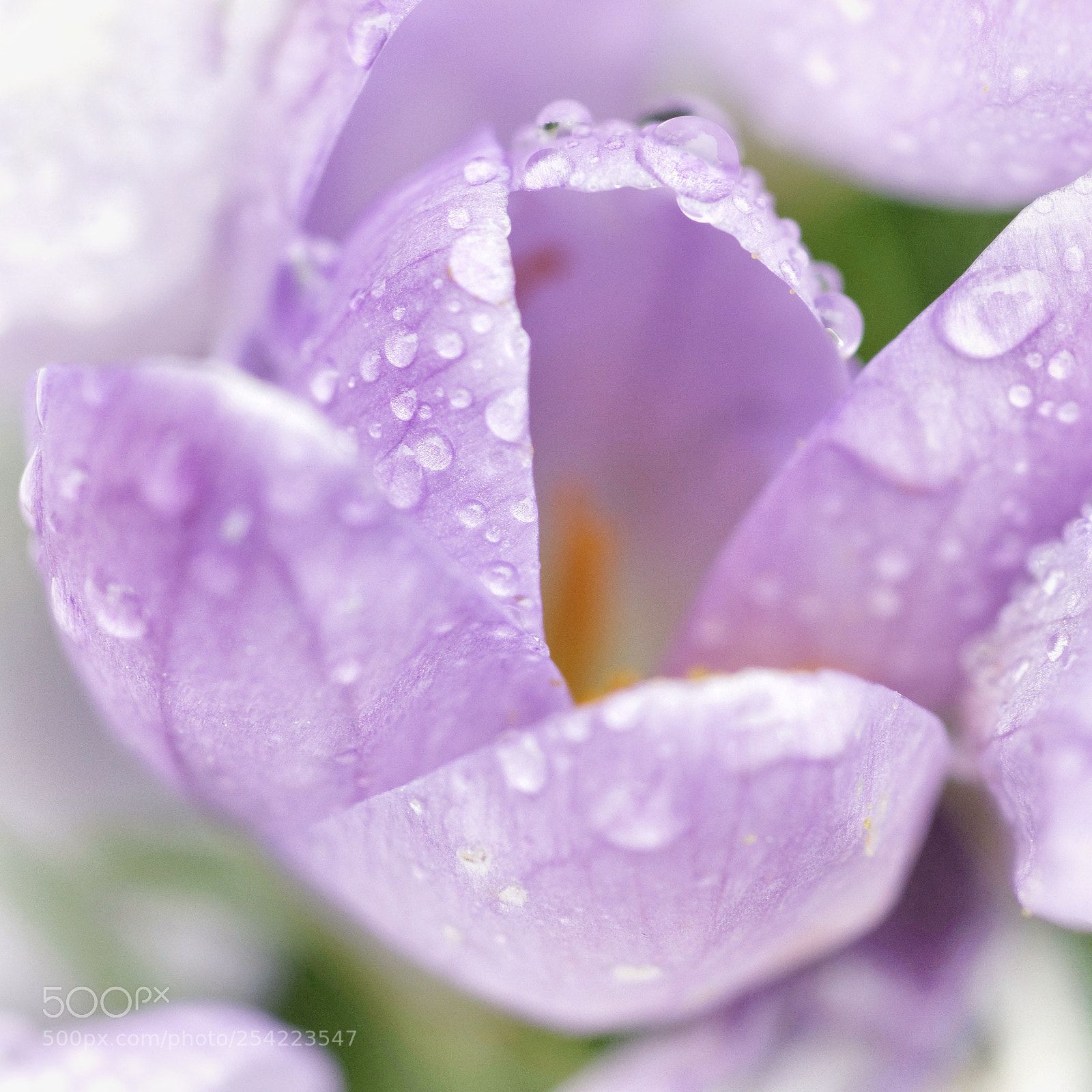 Nikon D5300 sample photo. Crocus with dew photography