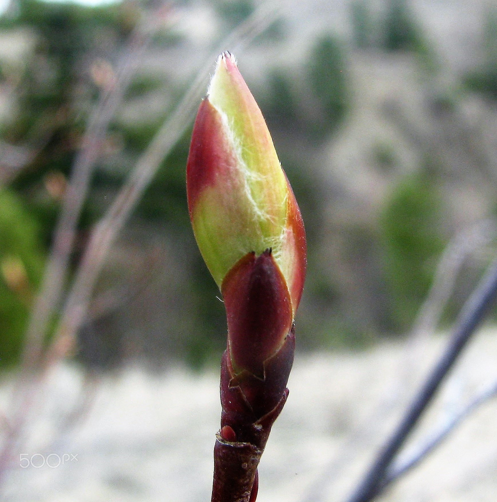 Canon PowerShot SX110 IS sample photo. The bud photography