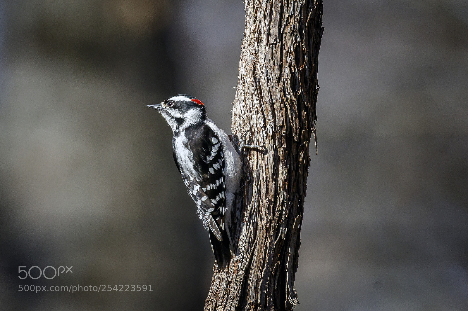 Canon EOS 7D Mark II sample photo. Baby downey woodpecker photography
