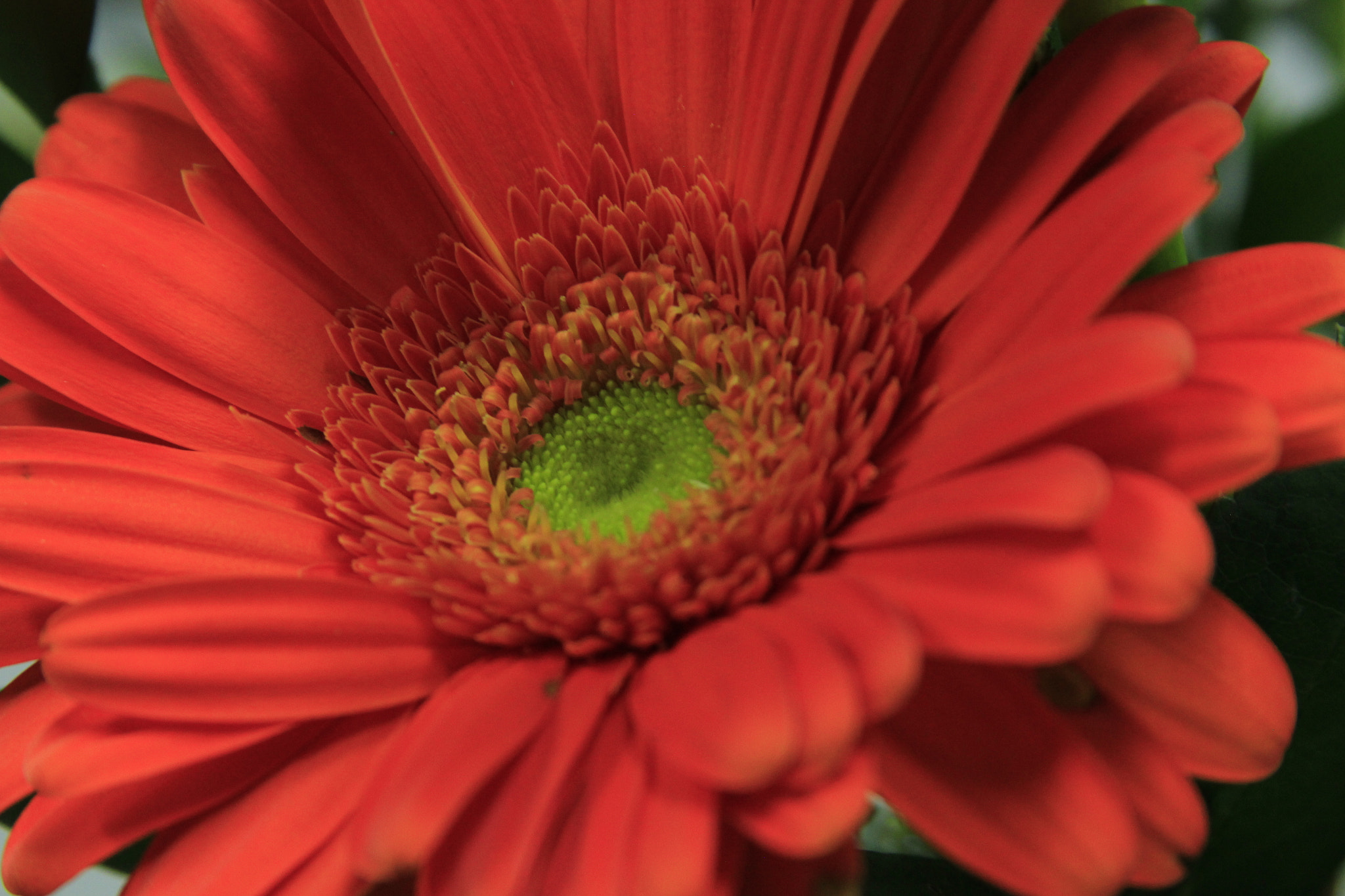Canon EF 28-135mm F3.5-5.6 IS USM sample photo. Orange flower photography