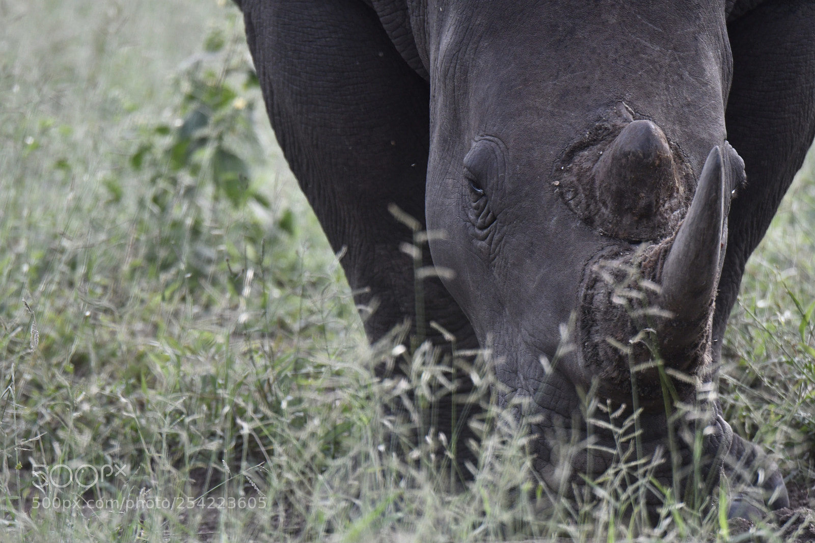 Nikon D500 sample photo. Untitled photography