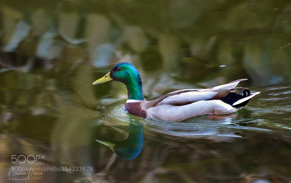 Olympus E-510 (EVOLT E-510) sample photo. Busy duck photography