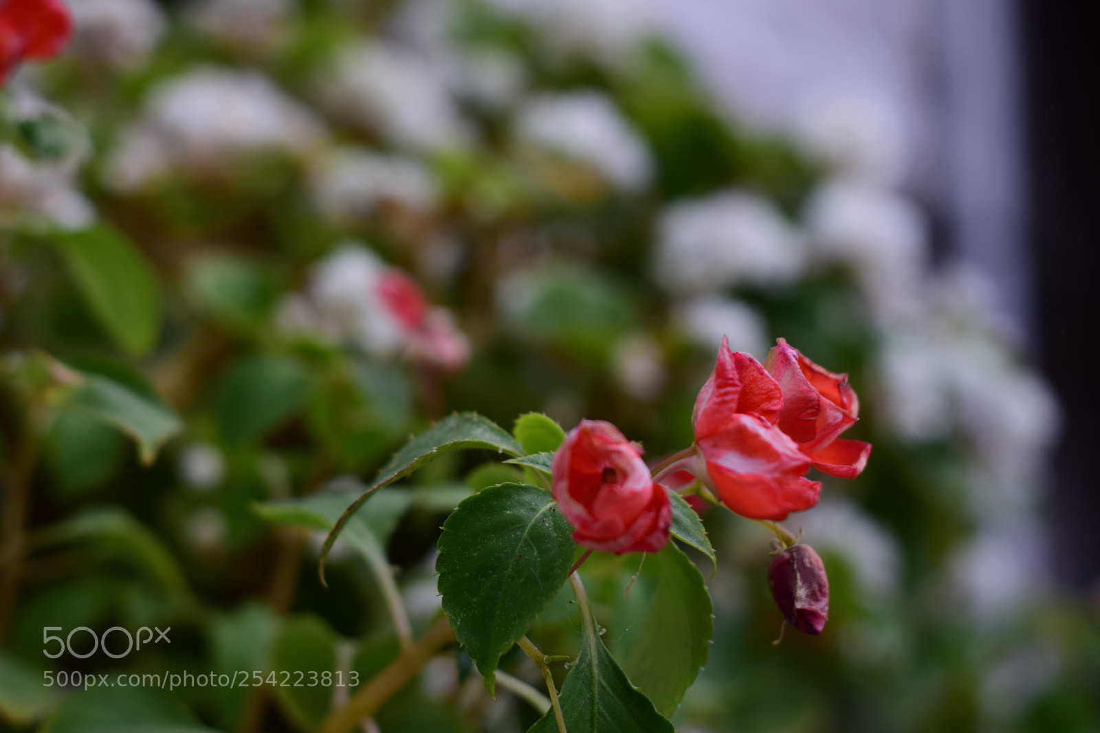 Nikon D5300 sample photo. Redflo photography