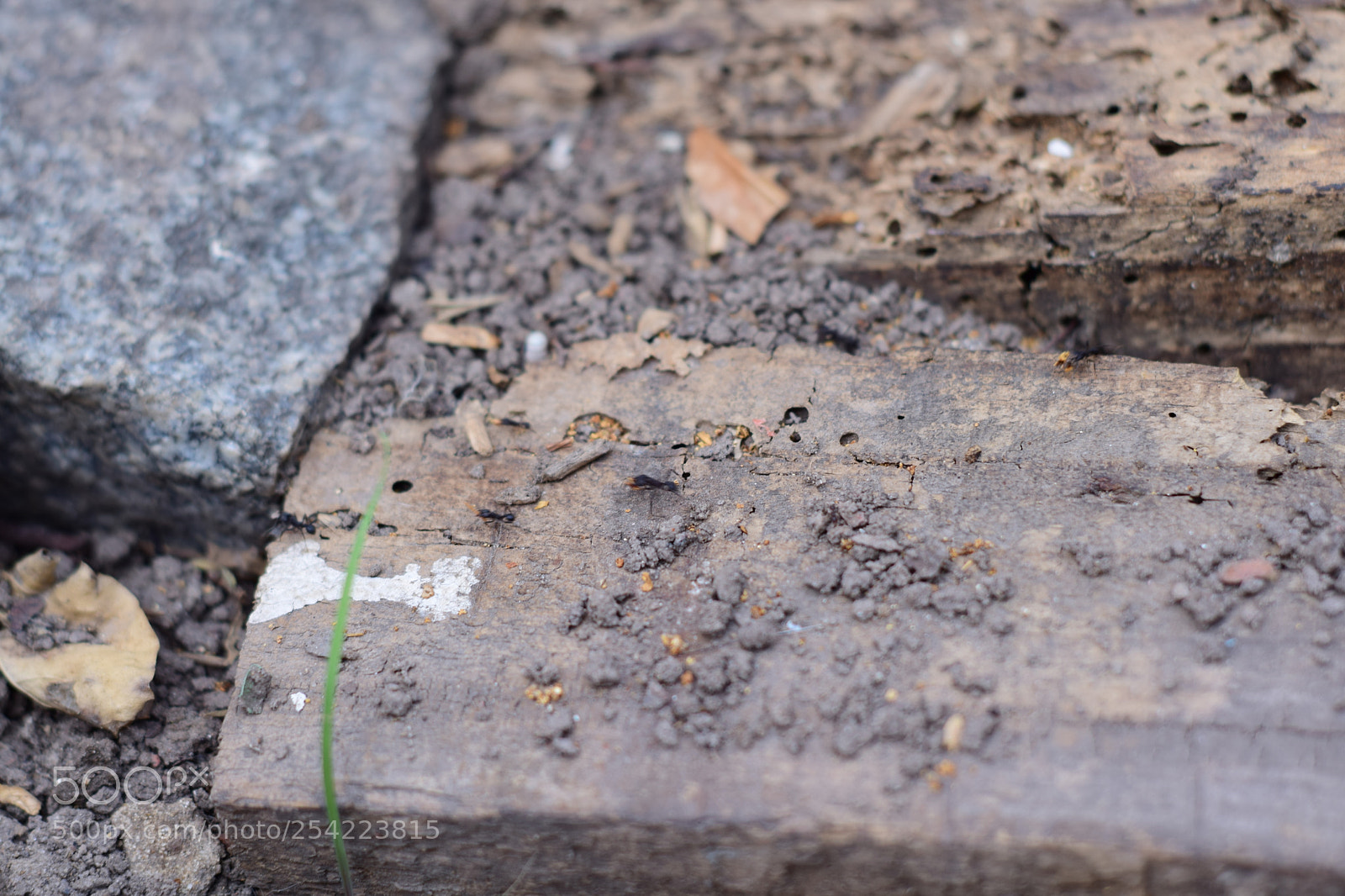 Nikon D5300 sample photo. Hormiga photography