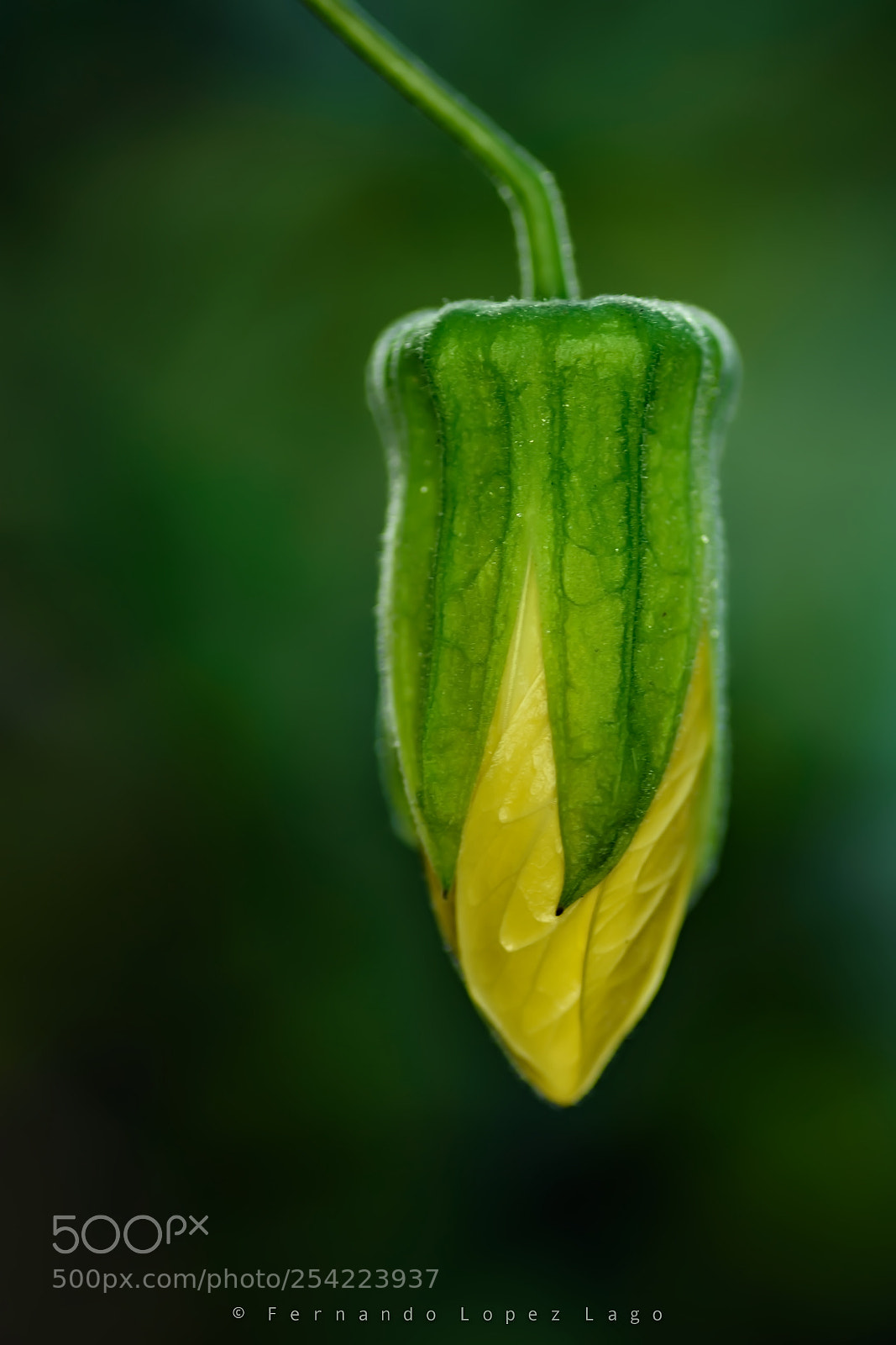 Nikon D7200 sample photo. Abutilon bud photography