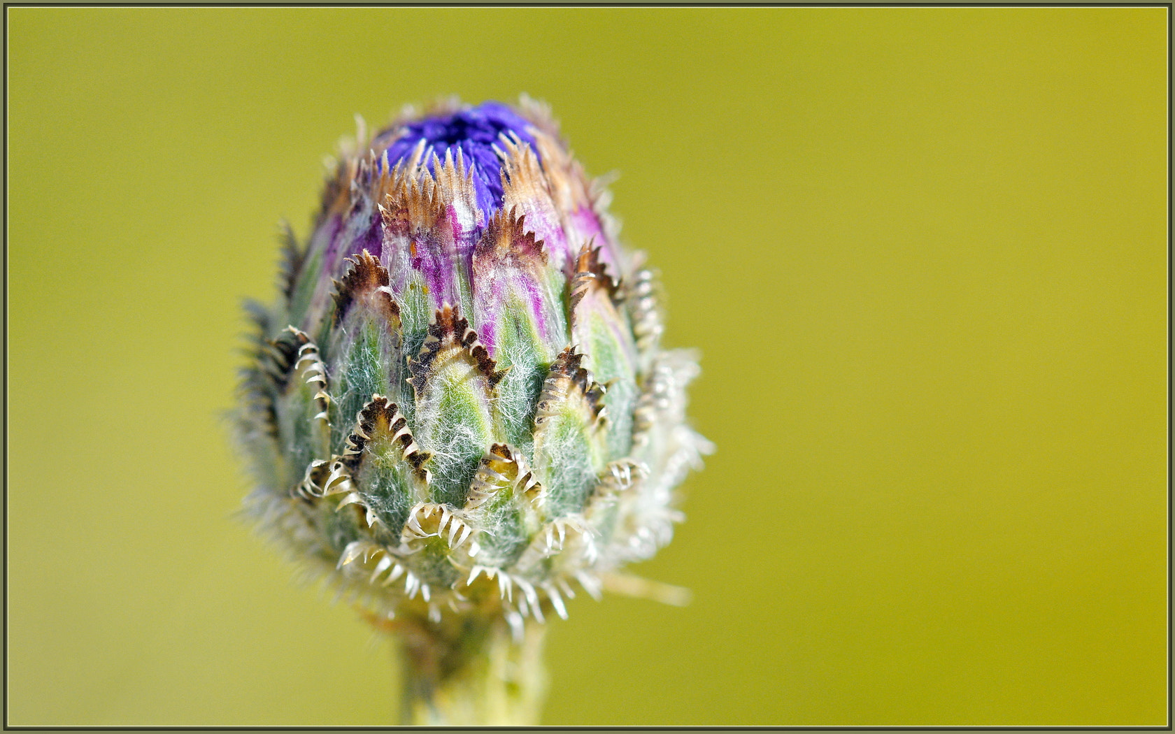 Sigma 105mm F2.8 EX DG OS HSM sample photo. Cornflower in progress photography