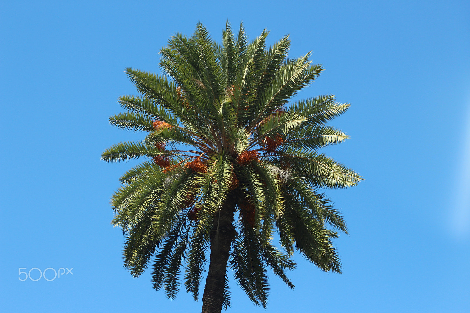 Canon EOS 700D (EOS Rebel T5i / EOS Kiss X7i) sample photo. Palm tree. photography