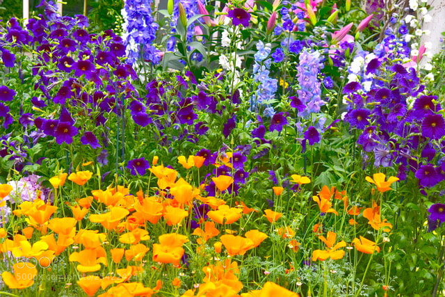 Nikon D810 sample photo. Impressionist garden ny botanical photography