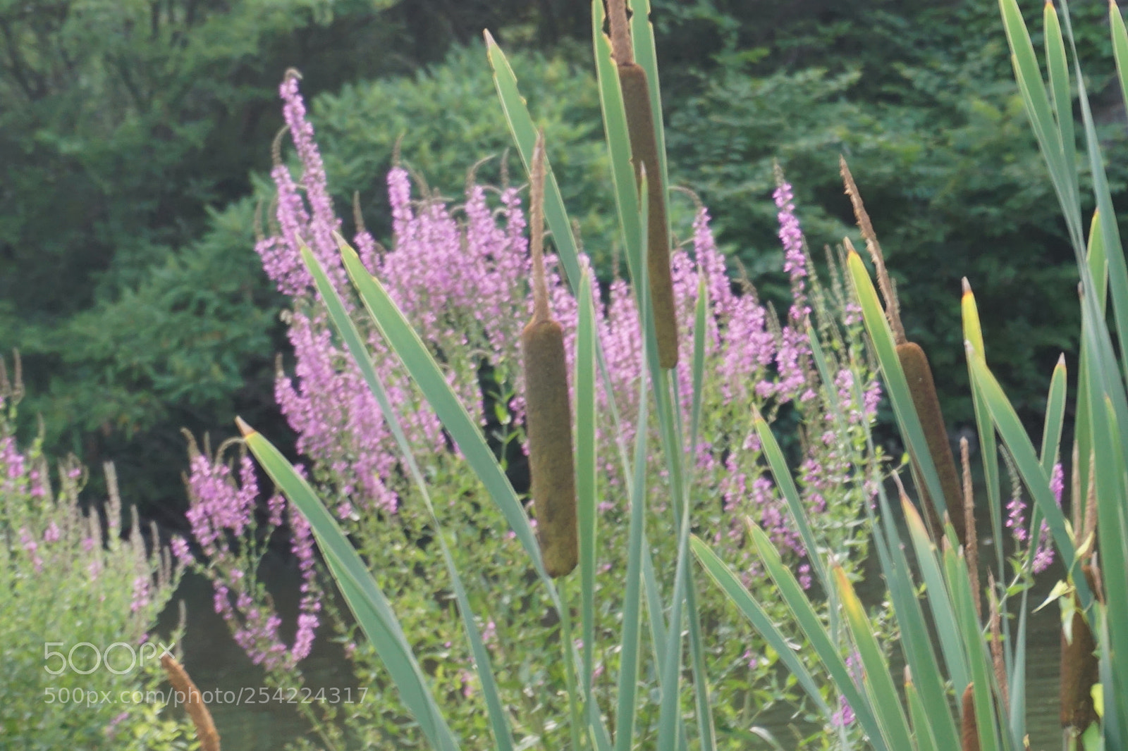 Sony a6000 sample photo. Flowers photography