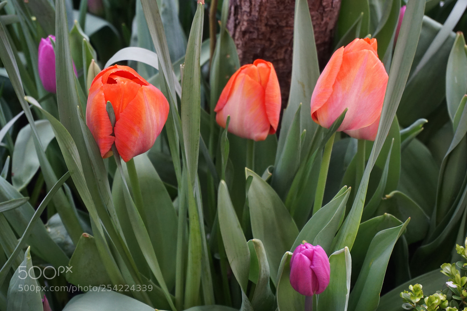 Sony a6000 sample photo. Tulip flowers photography