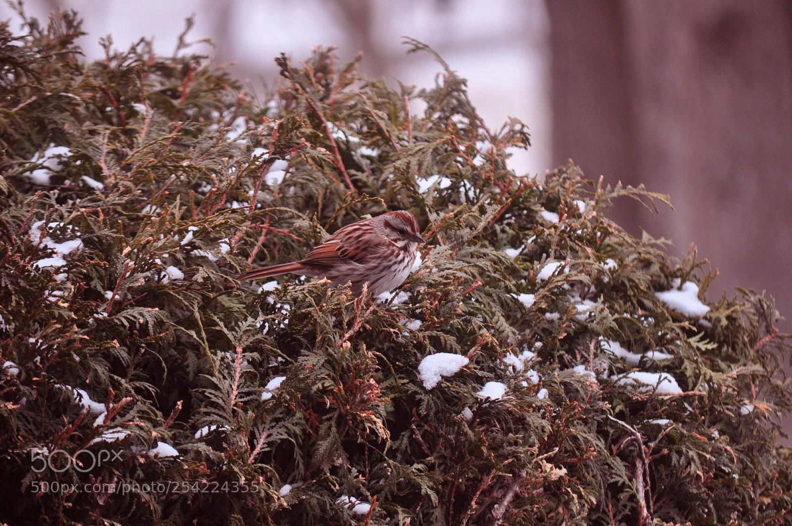 Nikon D5000 sample photo. Mr sparrow photography