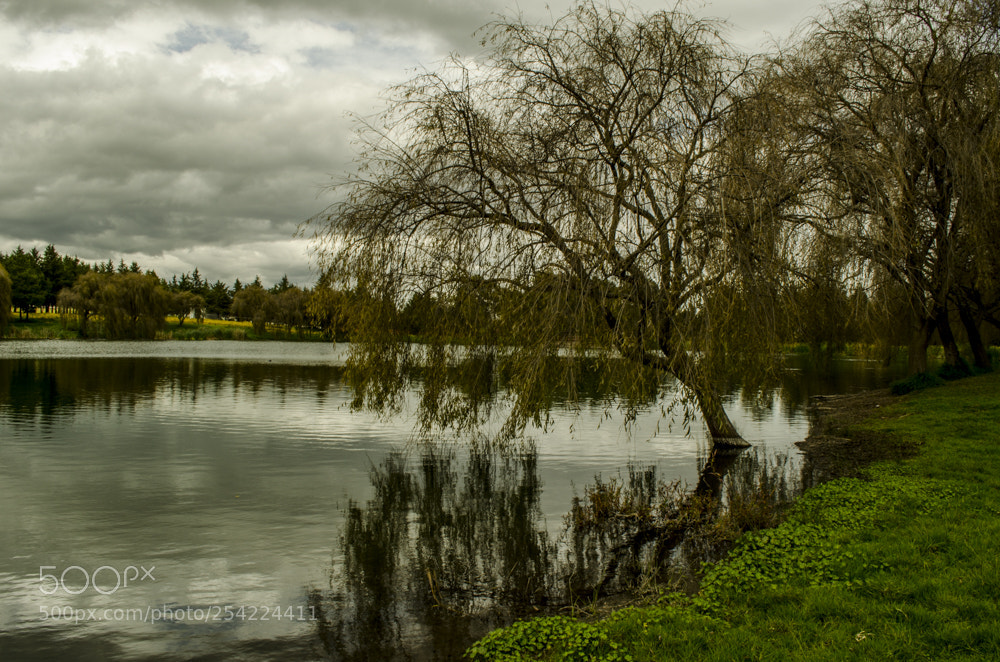 Nikon D5100 sample photo. Lago en parque alameda 2000. photography