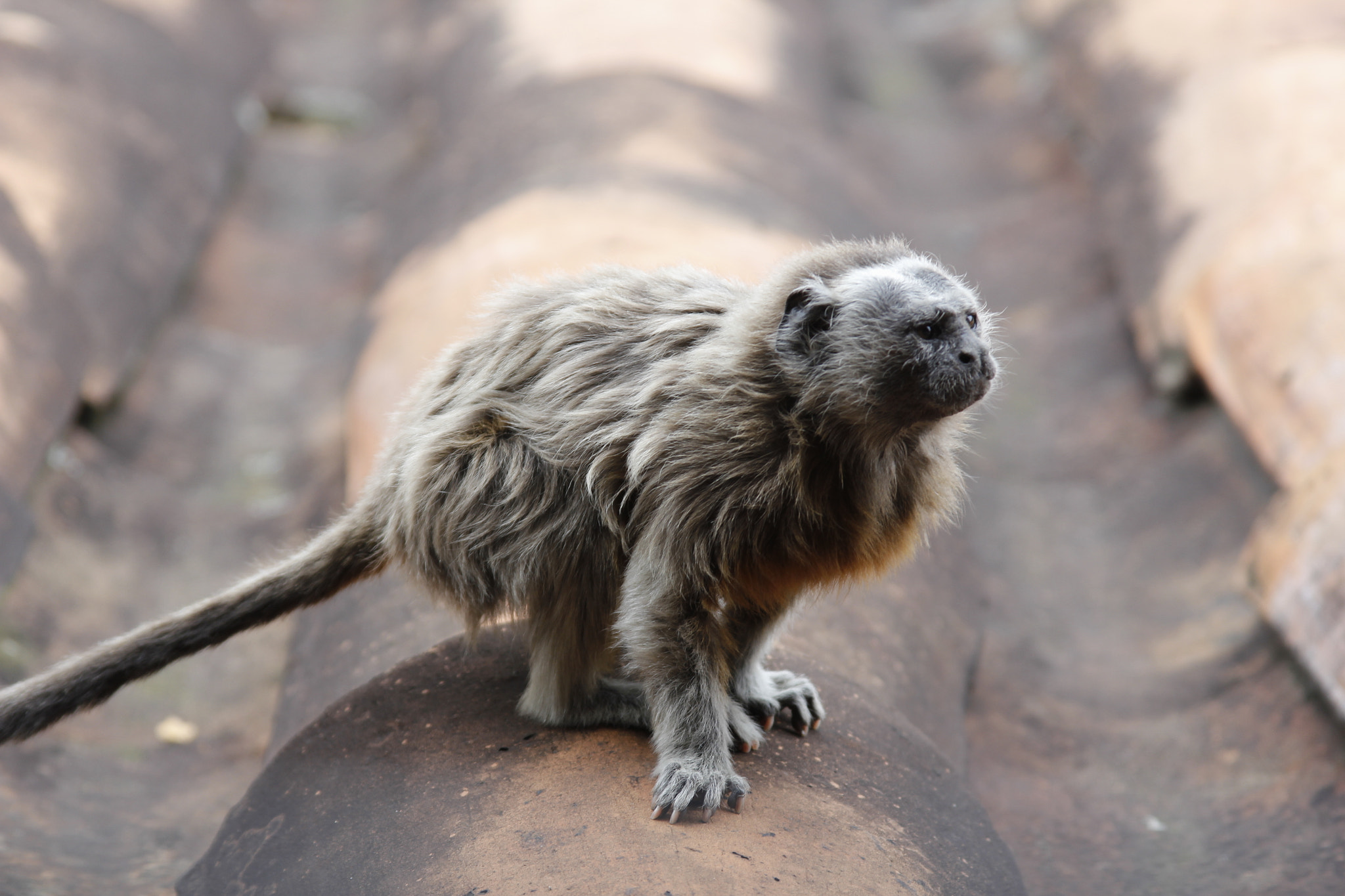 Canon EF 28-135mm F3.5-5.6 IS USM sample photo. Titi monkey photography