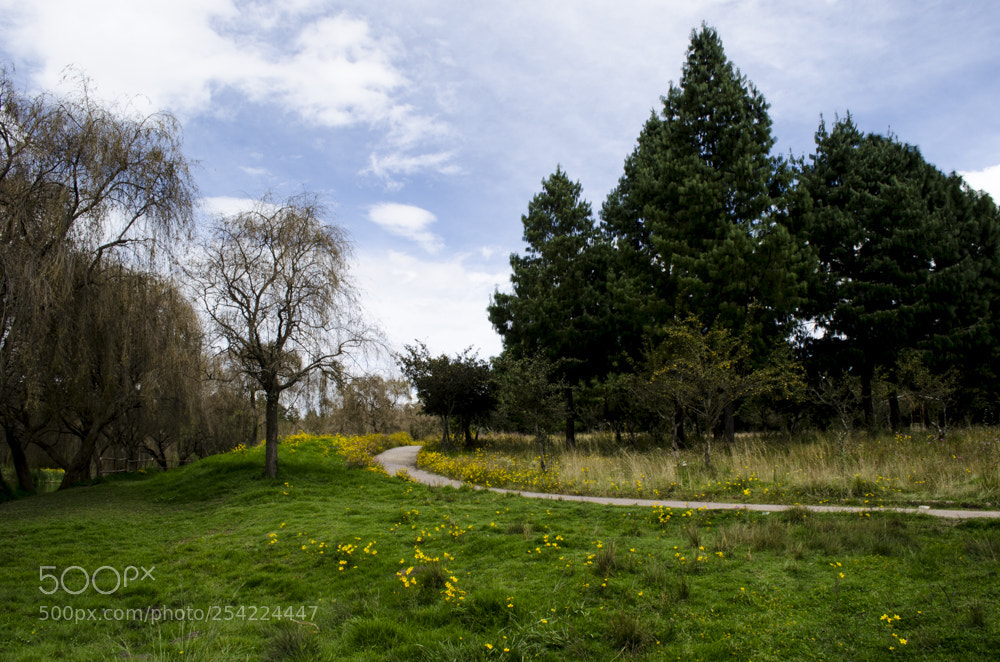 Nikon D5100 sample photo. Parque alameda 2000. photography