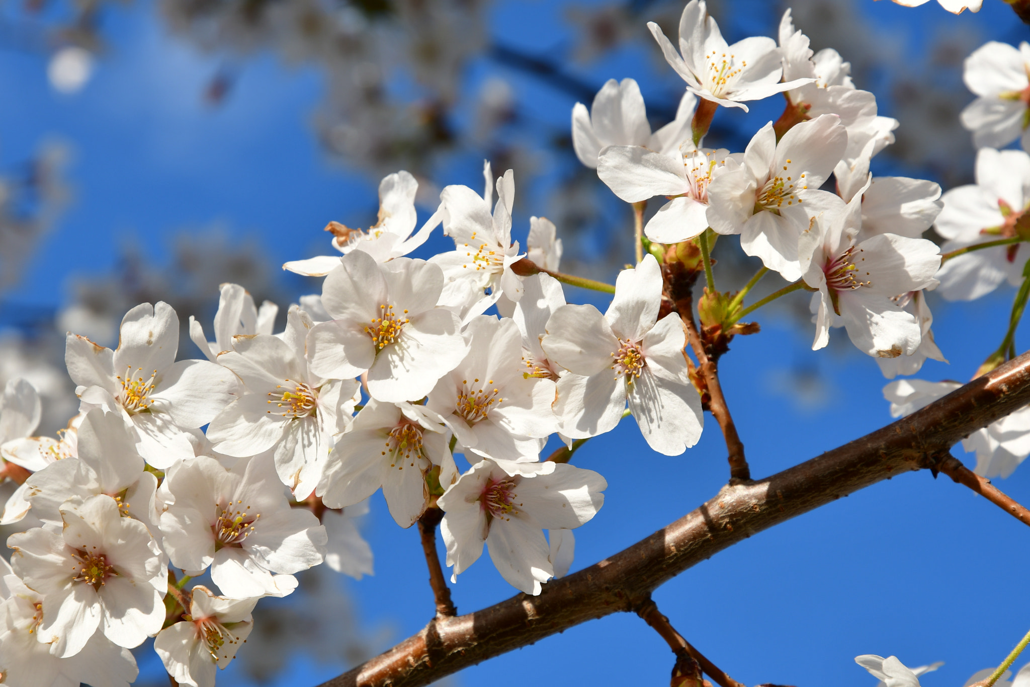 Nikon D7500 sample photo. Blossom season  photography