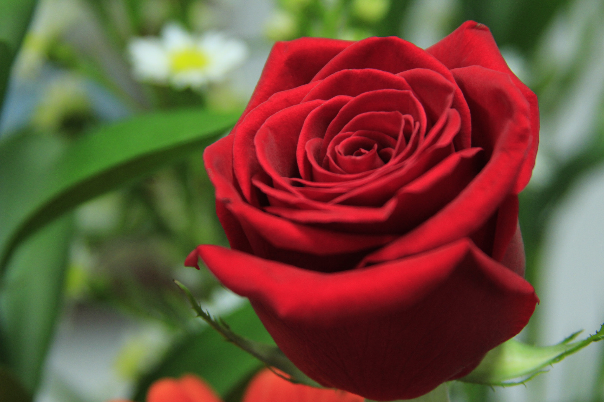 Canon EF 28-135mm F3.5-5.6 IS USM sample photo. Red rose photography