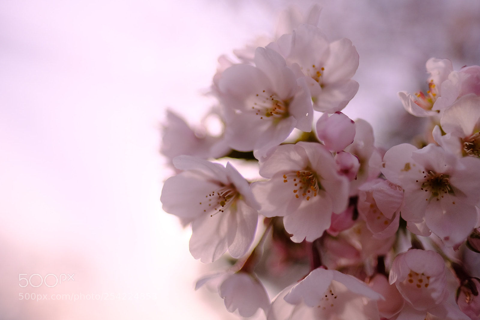 Fujifilm X-Pro2 sample photo. Cherry blossoms photography