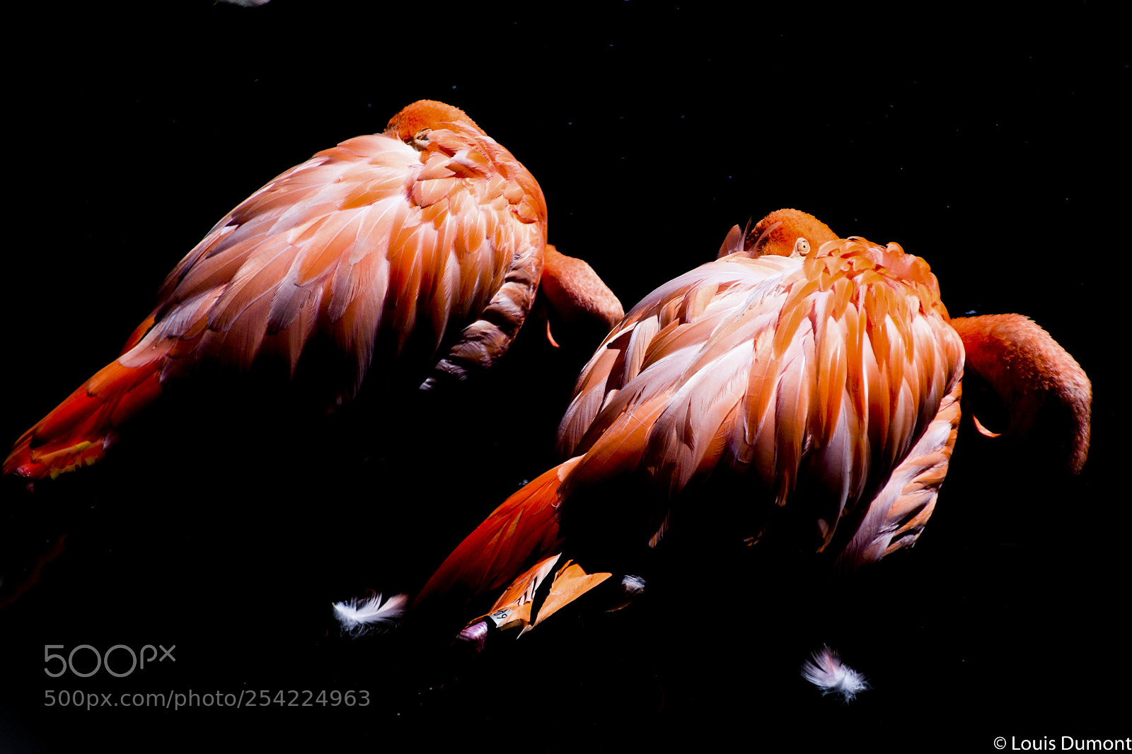 Nikon D3300 sample photo. Flamand rose de grandby photography