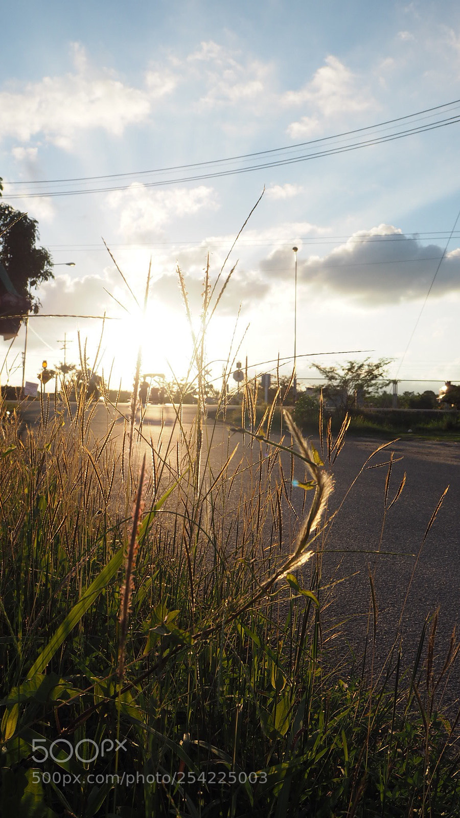 Olympus PEN E-PL7 sample photo. Golden grass photography