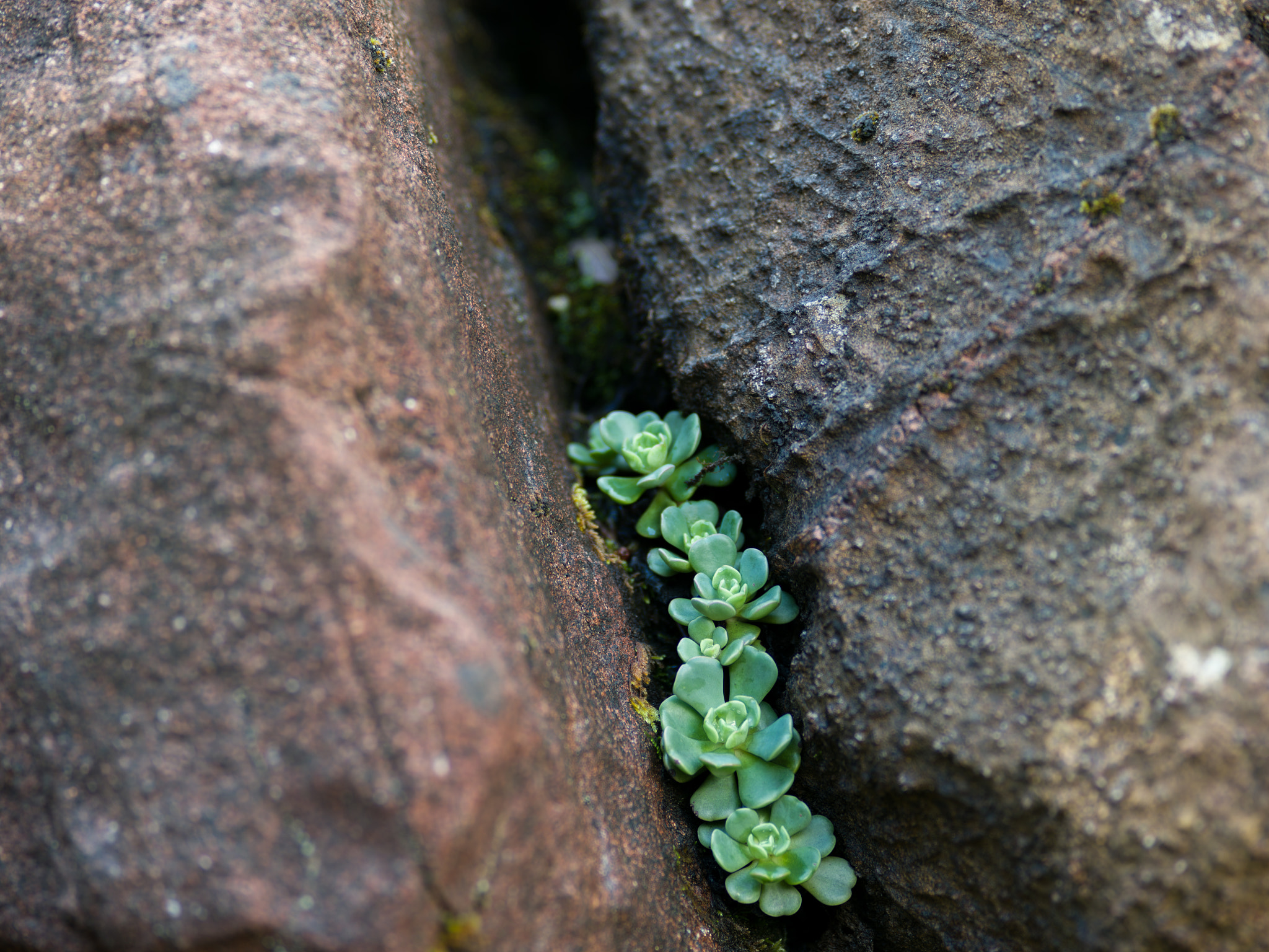 Pentax 645Z sample photo. Oblongleaf stonecrop photography
