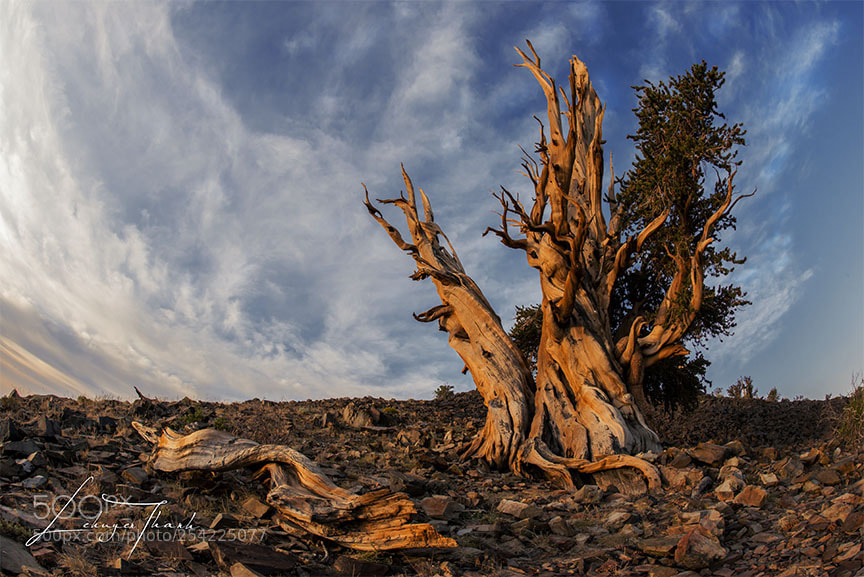 Nikon D800E sample photo. Touch the sky photography