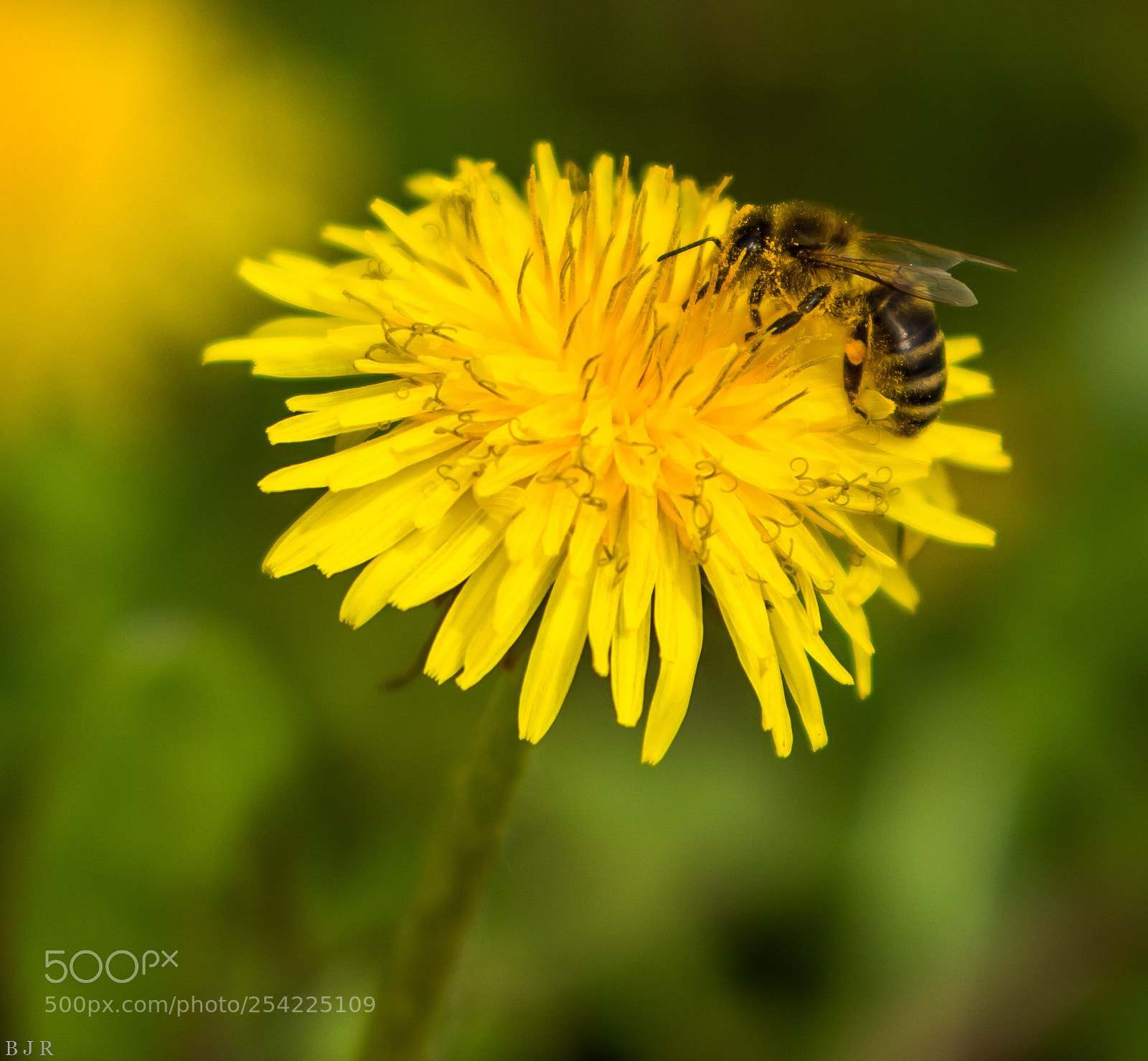 Nikon D7100 sample photo. Dandelion and a honey photography