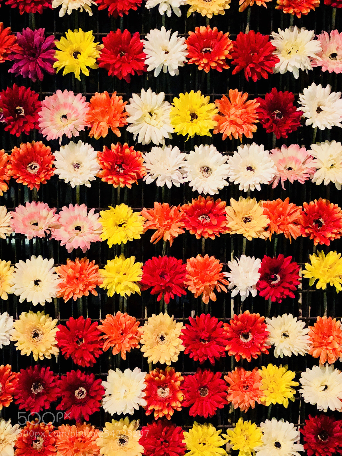 Apple iPhone X sample photo. Flowers photography