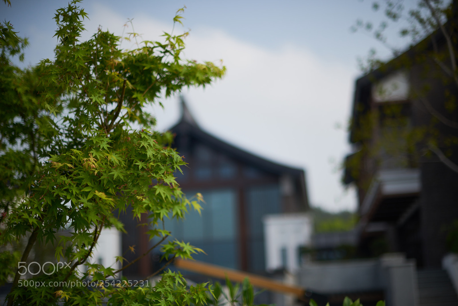 Nikon D810 sample photo. Spring photography