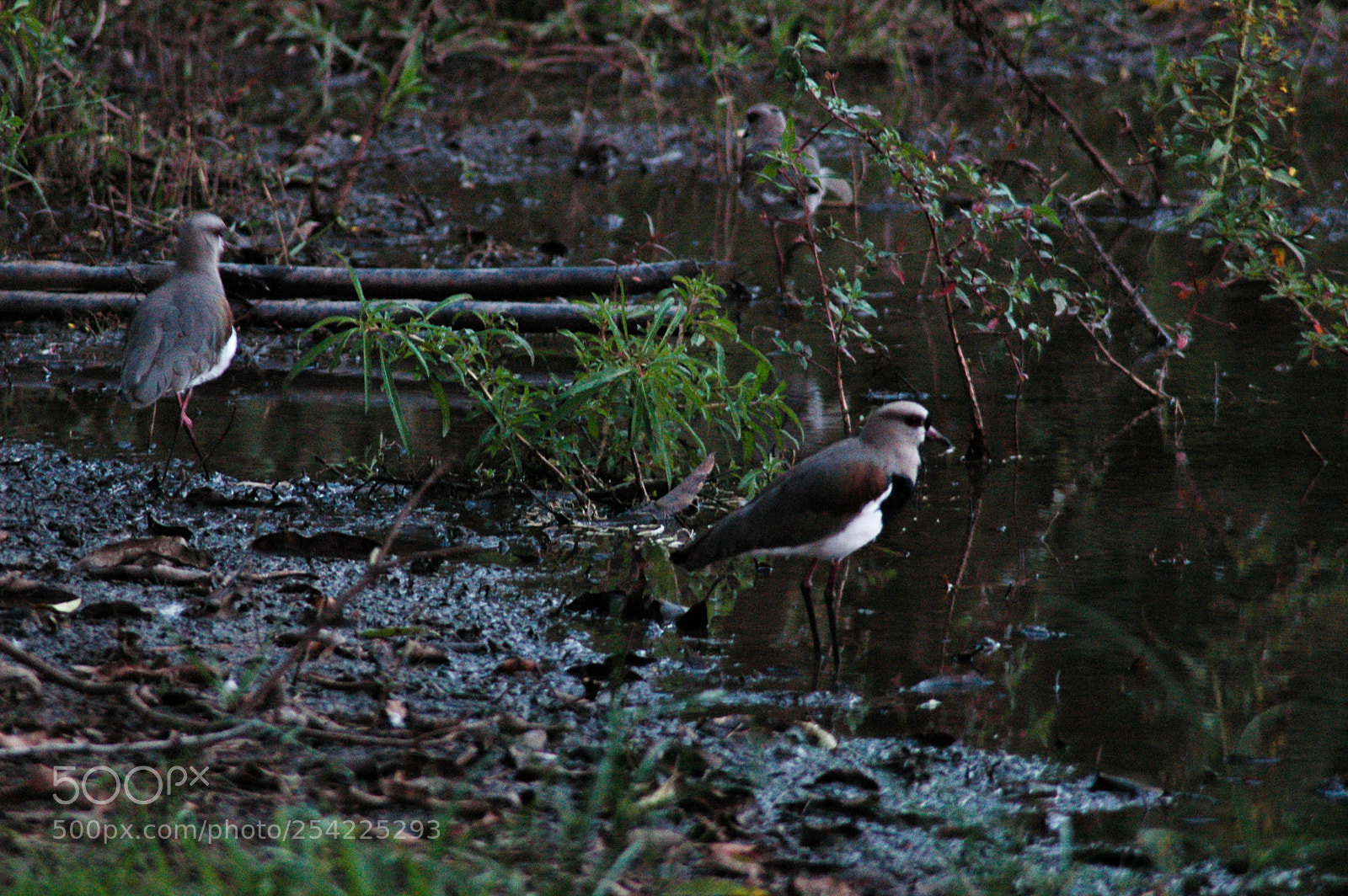 Nikon D70 sample photo. Southern lapwing photography