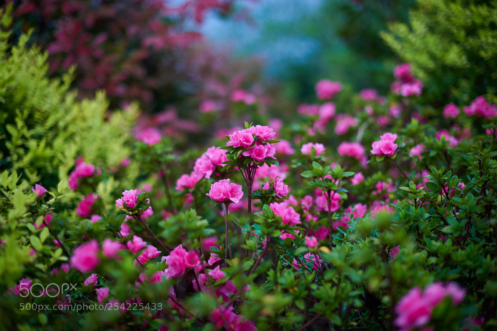 Nikon D810 sample photo. Spring flower photography