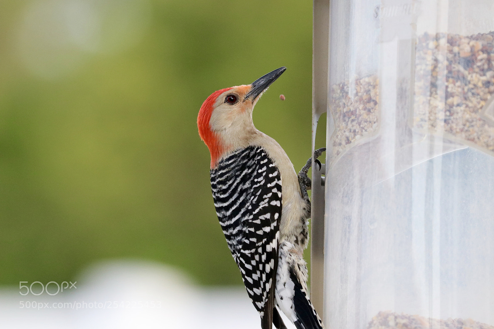 Canon EOS 80D sample photo. Woodpecker found the feeder  photography