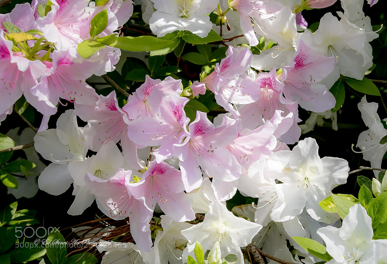 Canon EOS 7D Mark II sample photo. Pink and white azaleas photography