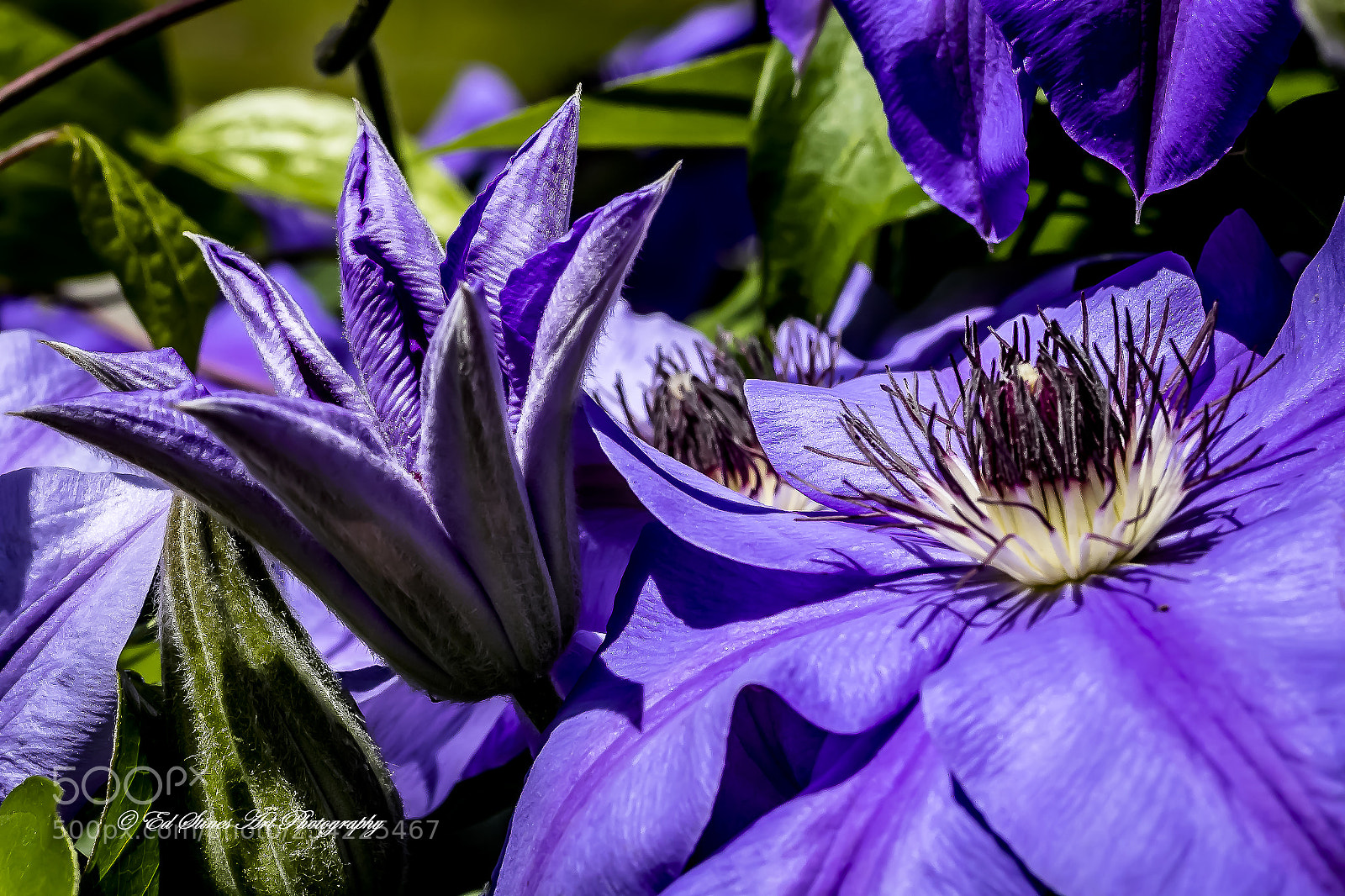 Canon EOS 7D Mark II sample photo. Purple clematis photography