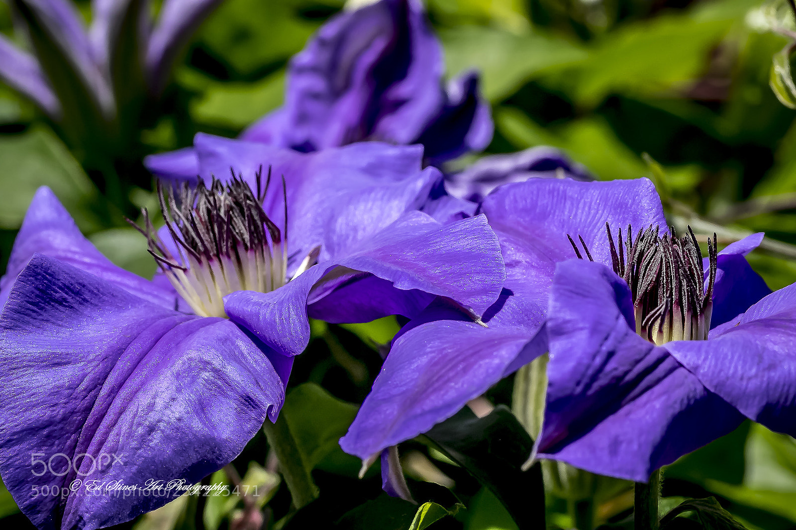 Canon EOS 7D Mark II sample photo. Clematis in springtime photography