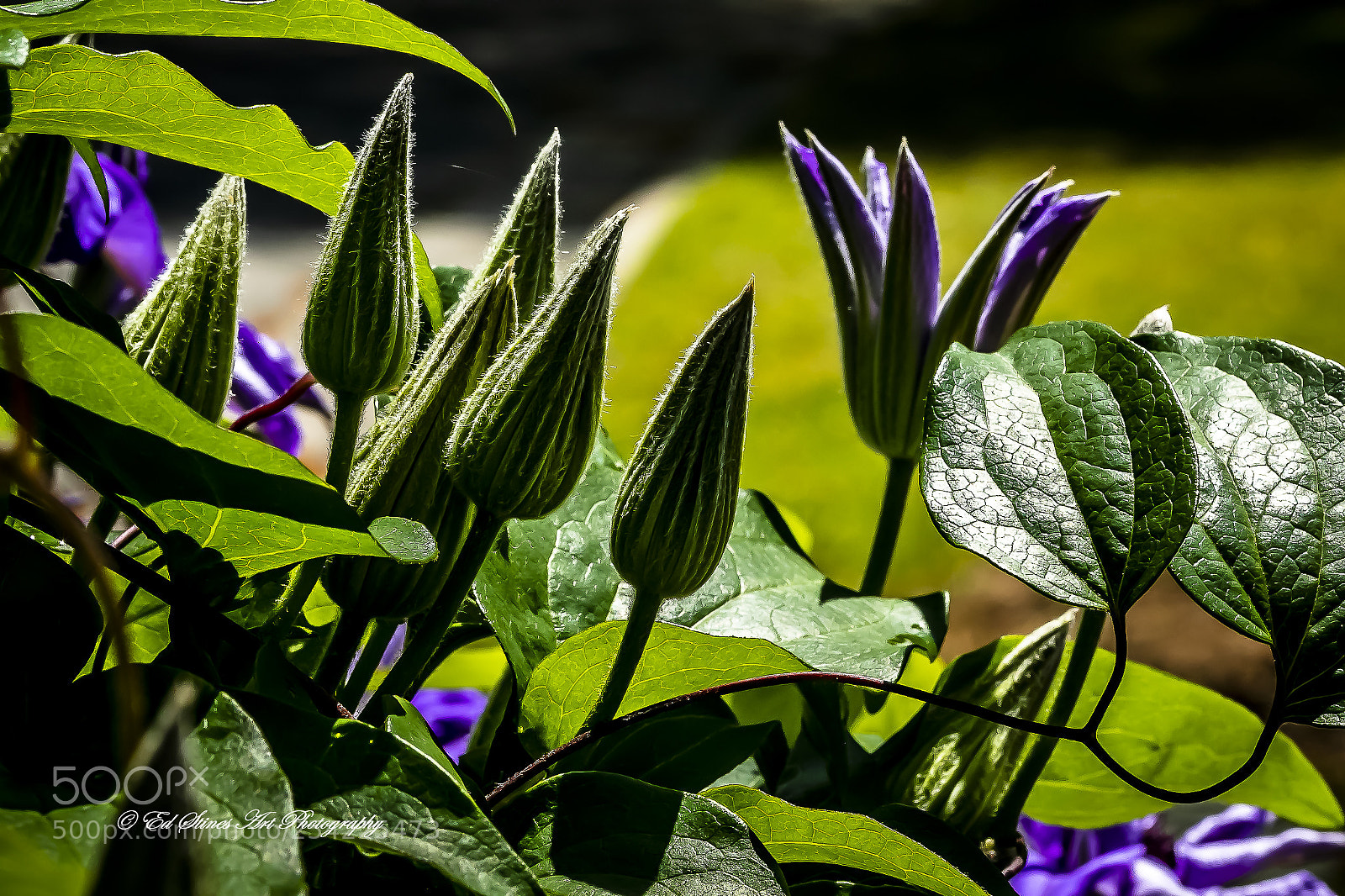 Canon EOS 7D Mark II sample photo. Clematis buds photography