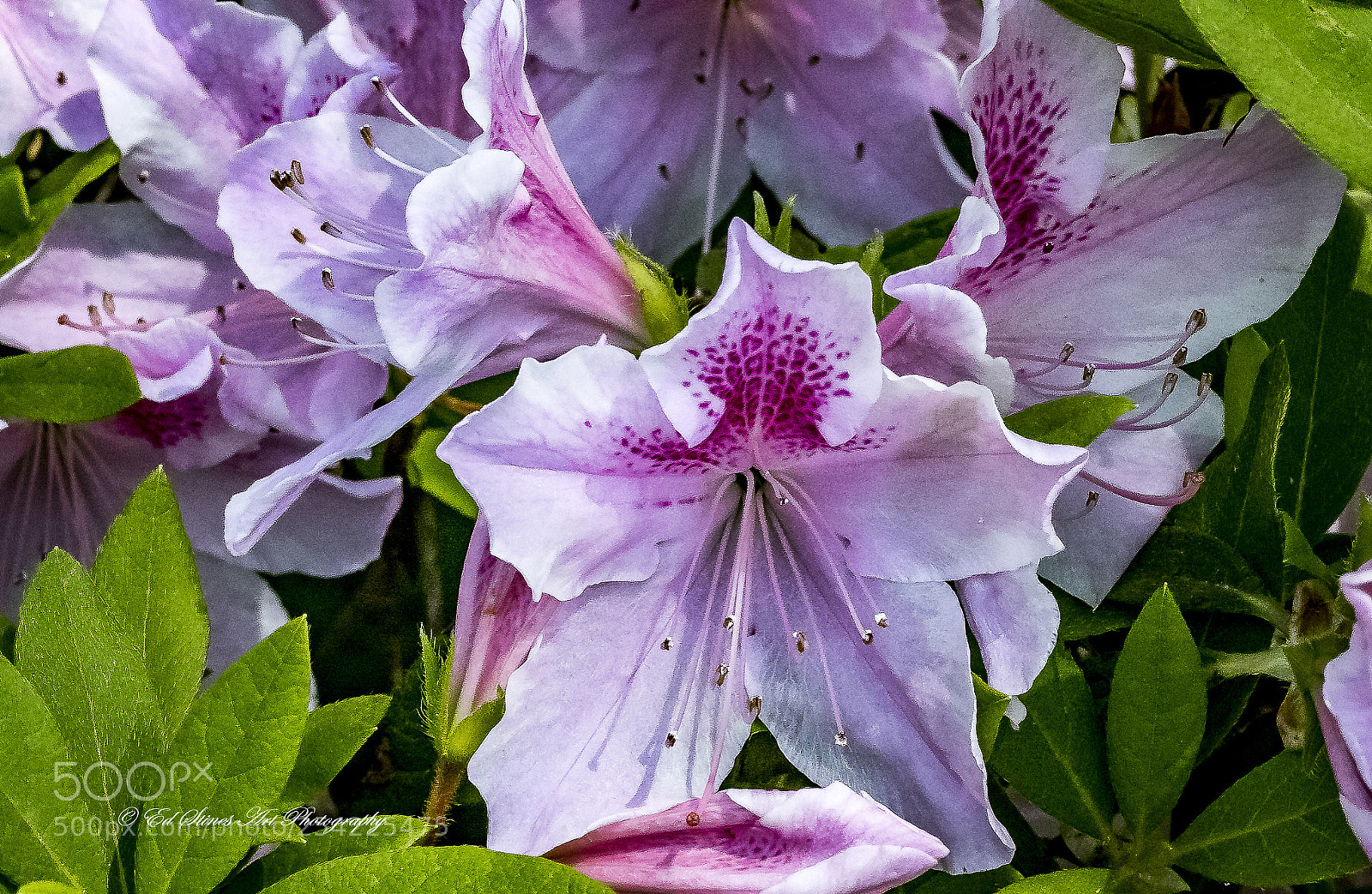 Canon EOS 7D Mark II sample photo. Spotted pink azaleas photography