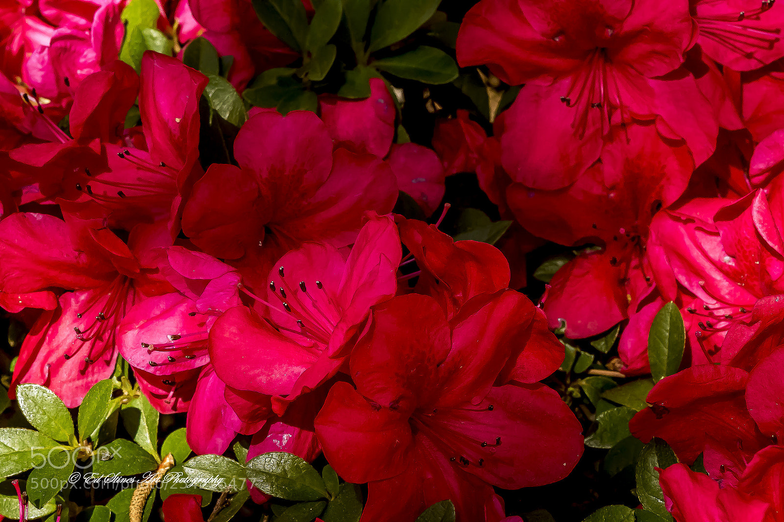 Canon EOS 7D Mark II sample photo. Deep red azaleas photography
