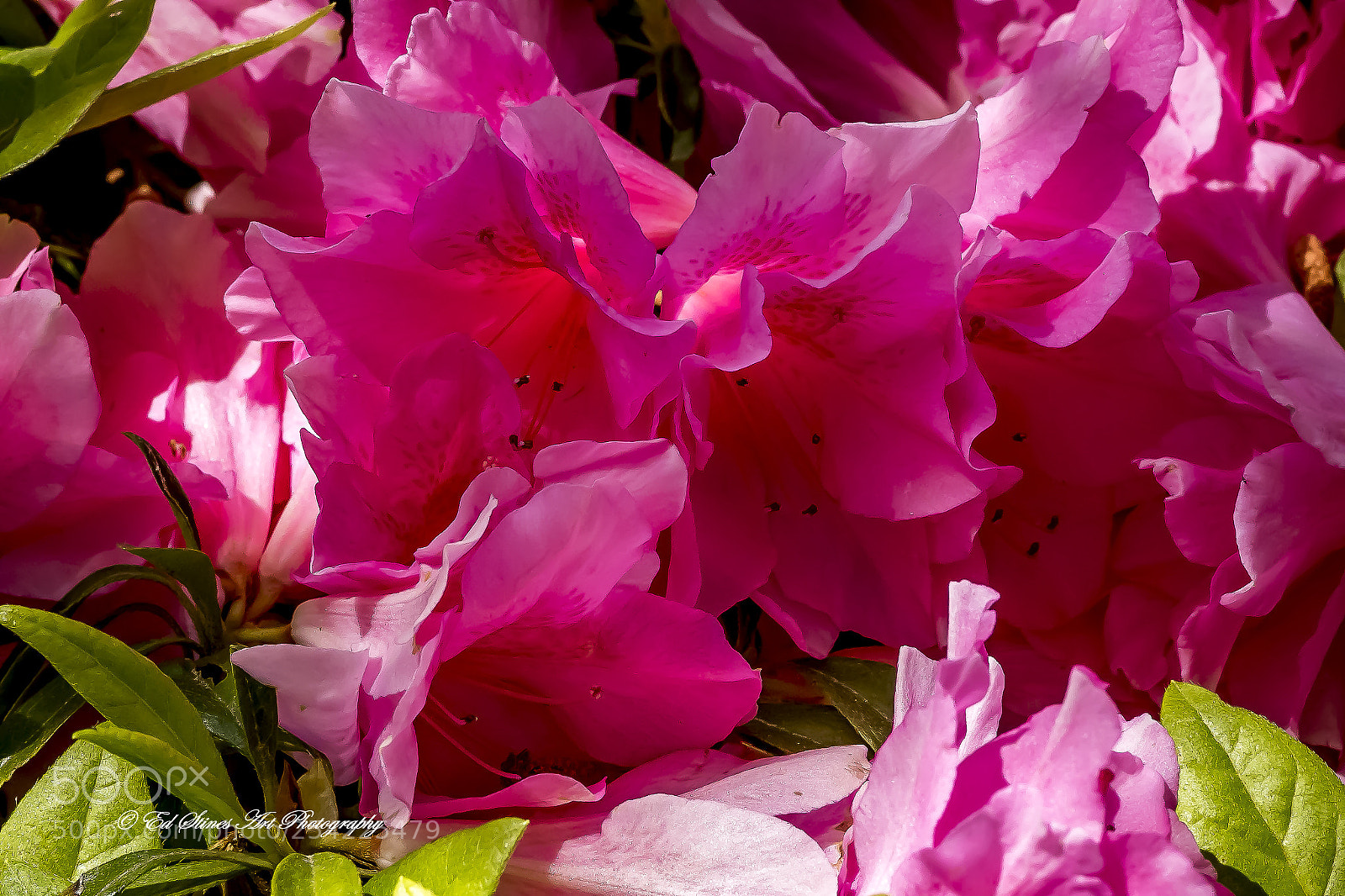 Canon EOS 7D Mark II sample photo. 1804180654.jpg photography