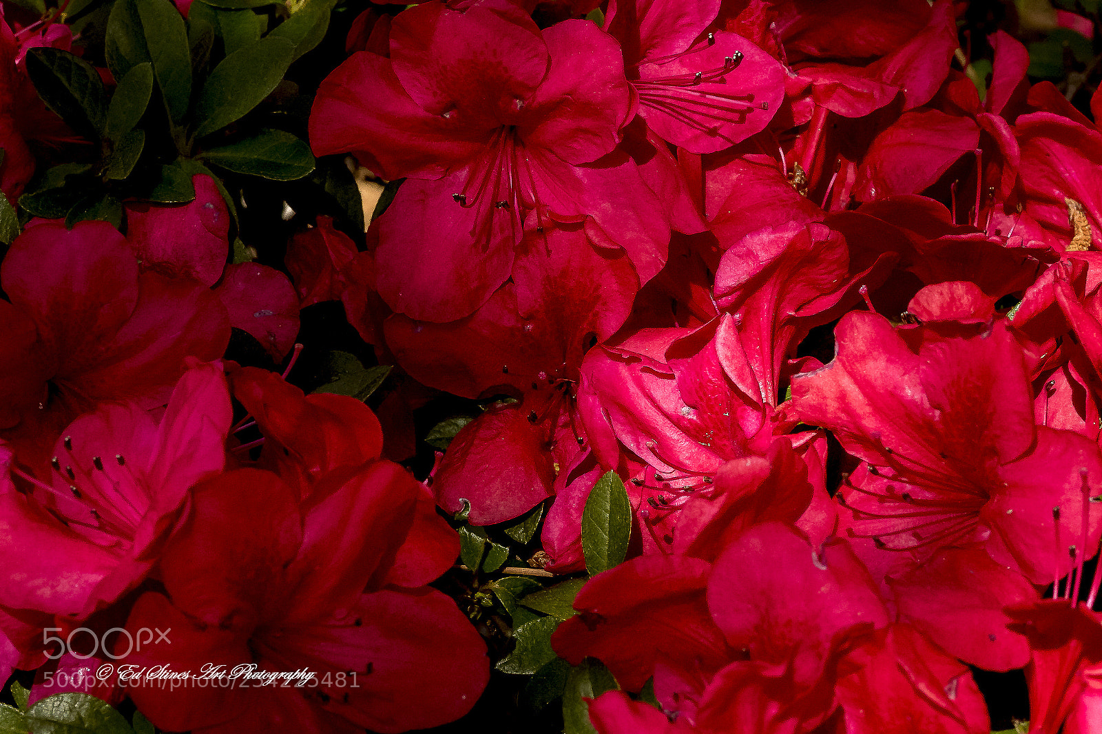 Canon EOS 7D Mark II sample photo. Red, red azaleas photography